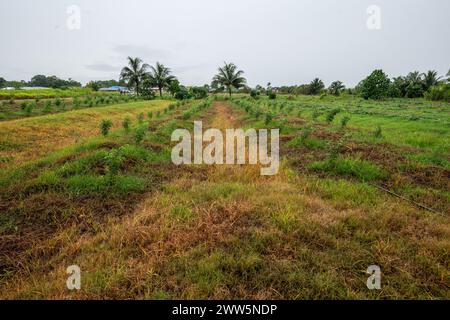 Pigeon Peas che piantano Trinidad e Tobago Foto Stock