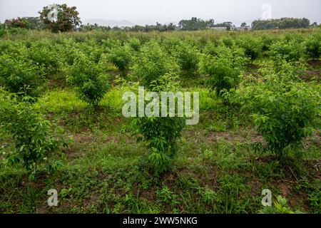 Pigeon Peas che piantano Trinidad e Tobago Foto Stock