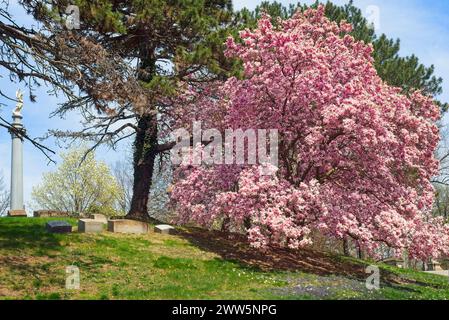 Un grande albero di magnolia in piena fioritura in un cimitero di Cleveland, Ohio Foto Stock