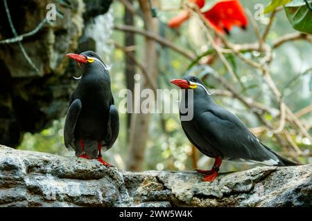 Temp. Inca. Larosterna inca. Zoo e giardino botanico di Cincinnati, Cincinnati, Ohio, Stati Uniti. Foto Stock