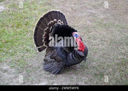 Pollo di tacchino in piedi sul campo Foto Stock