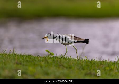 Lapwing, Parco Nazionale del Chobe, Botswana Foto Stock