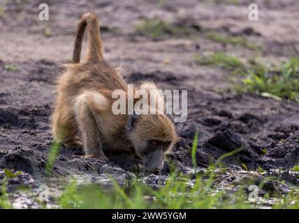 Baboon che beve acqua fangosa, Chobe National Park, Botswana Foto Stock