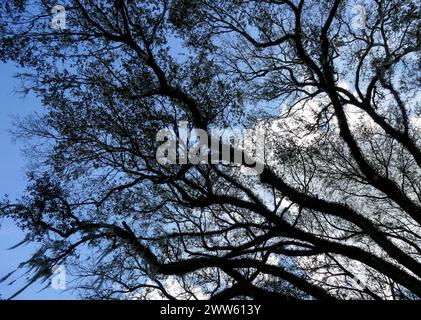 Enorme vecchio albero di quercia viva nella Florida centro-settentrionale. Foto Stock
