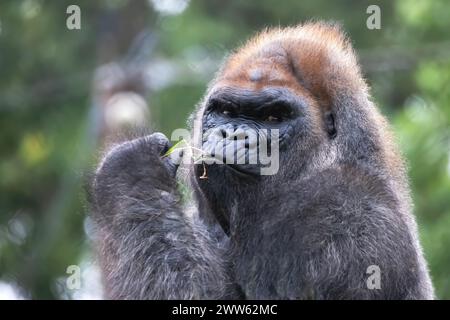 Primo piano di un volto espressivo di un gorilla silverback che mangia erba nella sua penna in una giornata estiva al Como Park Zoo and Conservatory di St. Paul, Minn Foto Stock