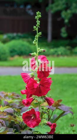 I graziosi hollyhocks rossi dopo una doccia mattutina estiva ai giardini Munsinger di St. Cloud, Minnesota, Stati Uniti. Foto Stock