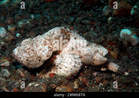 Falso Stonefish, o scorpioniere del diavolo, Scorpaenopsis diabolus. Tulamben, Bali, Indonesia. Mare di Bali, Oceano Indiano. Foto Stock