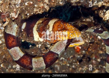 Napoleone Snake Eel Ophichthus bonaparti. Queste anguille generalmente rimangono sepolte con la testa che mostra, ma questo ha catturato un'anguilla serpente e mangiarla Foto Stock