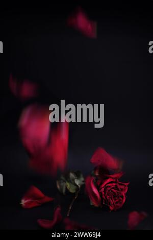 Immagine ravvicinata di un fiore di rosa appassito rosso rubino profondo con petali secchi o secchi che cadono intorno al fiore principale. Sfondo nero. Composizione verticale Foto Stock