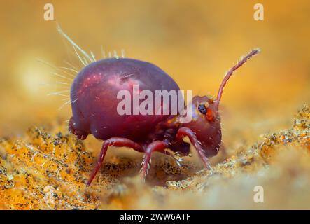 Coda di rondine globulare Dicyrtomina ornata o fusca in vista molto ravvicinata Foto Stock