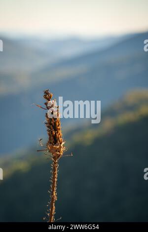 Shallow Focus su Wild Grass, di fronte allo Shenandoah National Park, si affaccia sulle Blue Ridge Mountains in Virginia, Stati Uniti Foto Stock