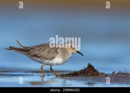 La tappa di Temminck per adulti (Calidris temminckii) in posa vicino a una piccola isola nelle acque blu poco profonde del lago nella stagione delle migrazioni primaverili Foto Stock