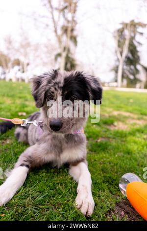 Ritratto di un cane Foto Stock