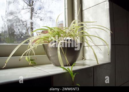Pianta ragno, Chlorophytum comosum su un davanzale bianco piastrellato di una finestra del bagno. March, Paesi Bassi Foto Stock