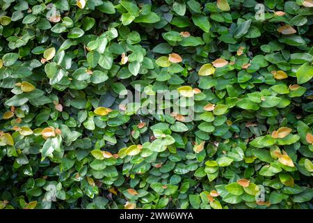 Daun Dolar Rambat, Dollar Creepers Ficus pumila, una specie di vite originaria del genere Ficus. Foto Stock