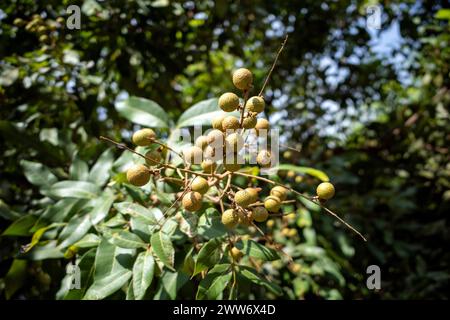 Frutti crudi longan (Dimocarpus longan) sull'albero, a fuoco poco profondo. Foto Stock