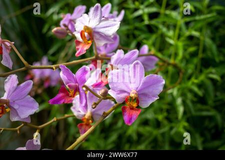 Phalaenopsis schilleriana o comunemente nota come orchidea lunare, fuoco superficiale. Foto Stock