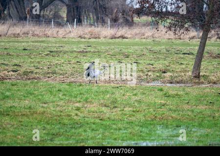 Gru su un prato umido. Uccelli selvatici che si nutrono in natura. Uccelli migratori in Germania Foto Stock