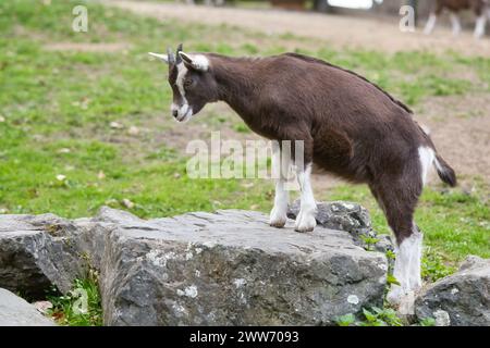 La capra bruna sale su una pietra. Animale da fattoria nell'azienda. Foto di animali Foto Stock