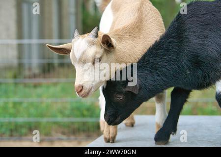 Capre che giocano l'una con l'altra. Divertente foto di animali. Animale da fattoria nell'azienda. Foto di un animale in primo piano Foto Stock