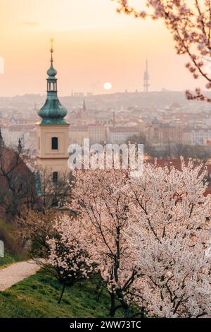 Rami di alberi in fiore bianchi e tetti rossi all'alba a Praga Foto Stock