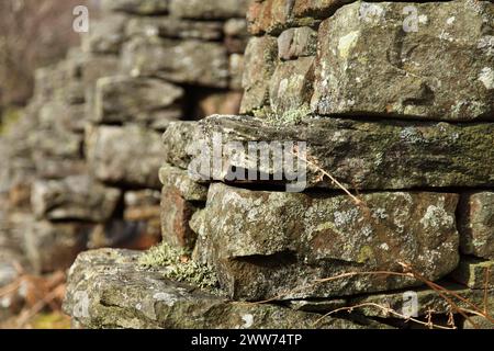 Pareti di miniere di piombo abbandonate presso la miniera Sir Francis Mine, Gunnerside, Swaledale, Yorkshire, Regno Unito. Foto Stock