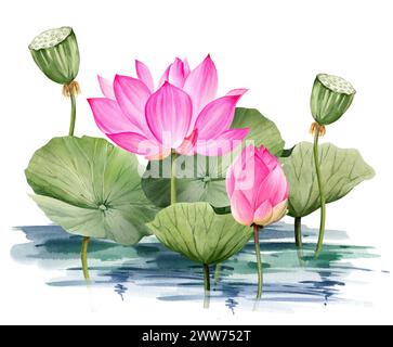 Fiori e foglie di loto rosa acquerello, illustrazione disegnata a mano di temi spa e yoga, schizzo di giglio d'acqua viola e magenta con gemme in acqua, AS Foto Stock