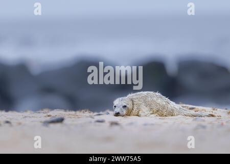 Un cucciolo di Grey Seal che sale su una duna di sabbia, Norfolk, Regno Unito. Foto Stock