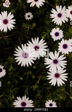 Margherite africane bianche con centri viola Foto Stock