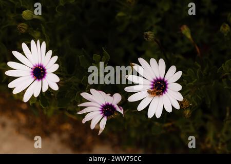 Margherite viola e lavanda con bumblebee Foto Stock