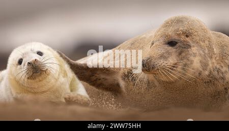 Un cucciolo di foca grigia con la mamma sulla spiaggia di Norfolk, Regno Unito. Foto Stock