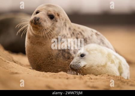 Un cucciolo di foca grigia con la mamma sulla spiaggia di Norfolk, Regno Unito. Foto Stock