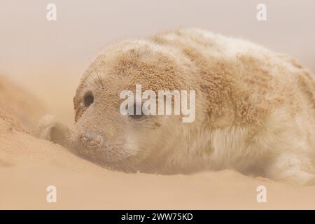 Un cucciolo di foca grigia sulla spiaggia di Norfolk, Regno Unito. Foto Stock