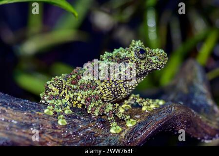 una rana dalla forma unica, la rana mossy Foto Stock