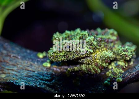 una rana dalla forma unica, la rana mossy Foto Stock
