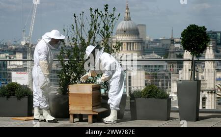 25/05/11 Embargoed fino al 26 maggio 2011...Over-Looking St. Pauls, apicoltori di città, Sally Coryn (Head of Business Development) e Jonathan Hogg (IT TR Foto Stock