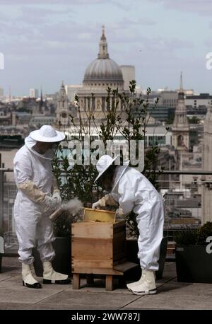 25/05/11 Embargoed fino al 26 maggio 2011...Over-Looking St. Pauls, apicoltori di città, Sally Coryn (Head of Business Development) e Jonathan Hogg (IT TR Foto Stock