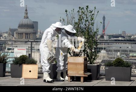 25/05/11 Embargoed fino al 26 maggio 2011...Over-Looking St. Pauls, apicoltori di città, Sally Coryn (Head of Business Development) e Jonathan Hogg (IT TR Foto Stock