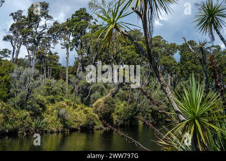 Alberi di cavolo e alberi di kahikatea (pino bianco) che crescono accanto alla passeggiata della foresta paludosa di kahikatea, Ship Creek, vicino a Haast, South Island, nuova Zelanda Foto Stock