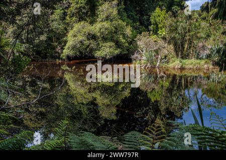 Riflessi nell'acqua visti dalla passeggiata nella foresta paludosa di kahikatea, Ship Creek, vicino a Haast, South Island, nuova Zelanda Foto Stock