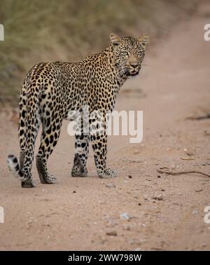 Leopard femminile cammina nel suo territorio in Sud Africa Foto Stock