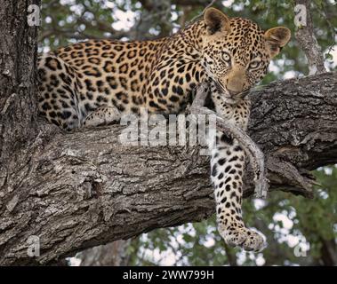 Il leopardo riposa su un ramo, evitando il caldo della giornata in Sud Africa Foto Stock