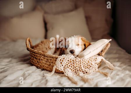 Un primo piano di un cucciolo australiano Goldendoodle che dorme sul letto Foto Stock