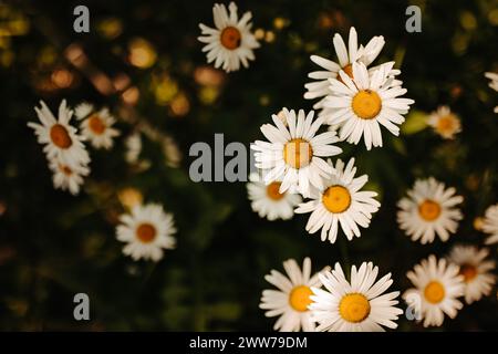 Un primo piano di margherite selvatiche del Kansas Foto Stock