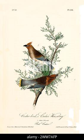 Vecchia illustrazione incisa dell'uccello di Cedro o dell'ala di cera di Cedro (Bombycilla cedrorum). Di J.J. Audubon: Birds of America, Philadelphia, 1840. Foto Stock