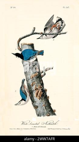 Vecchia illustrazione incisa di nuthatch petto bianco (Sitta catolinensis). Di J.J. Audubon: Birds of America, Philadelphia, 1840. Foto Stock