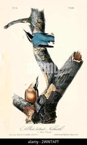 Vecchia illustrazione incisa di nuthatch con panciotto rosso (Sitta canadensis). Di J.J. Audubon: Birds of America, Philadelphia, 1840. Foto Stock