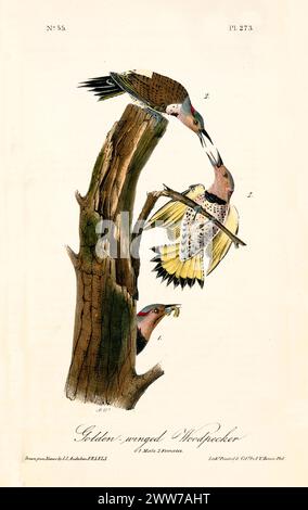 Vecchia illustrazione incisa del picchio alato d'oro (Colaptes auratus). Di J.J. Audubon: Birds of America, Philadelphia, 1840 Foto Stock