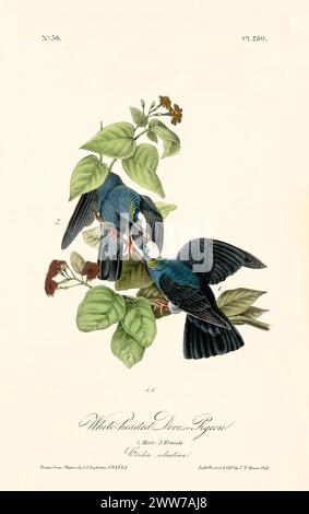 Vecchia illustrazione incisa di colomba bianca o piccione (Patagioenas leucocephala). Di J.J. Audubon: Birds of America, Philadelphia, 1840 Foto Stock