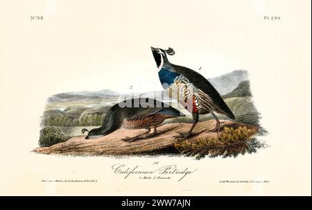 Vecchia illustrazione incisa della pergamena californiana (Callipepla californica). Di J.J. Audubon: Birds of America, Philadelphia, 1840 Foto Stock